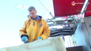 Greenpeace: Fisch und Meeresfrüchte aus Nord- und Ostsee teils PFAS-belastet