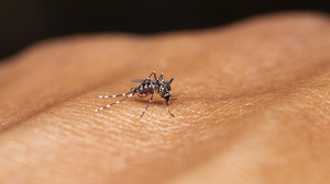 Drittes Todesopfer nach Malaria-Infektion