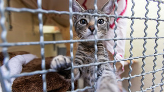 Kaum Platz für Hund und Katze: Aufnahme-Stopp in Hessens Tierheimen