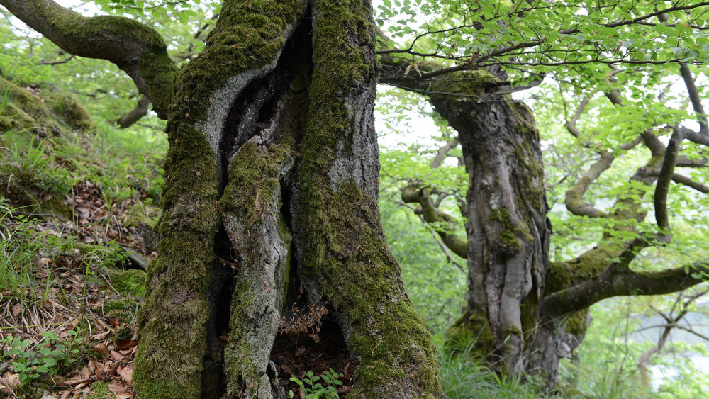 Nationalpark Kellerwald-Edersee 