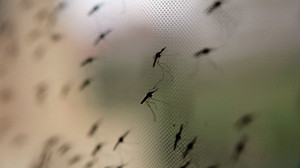 Malaria in Frankfurt: Rätsel um neue Infektionen