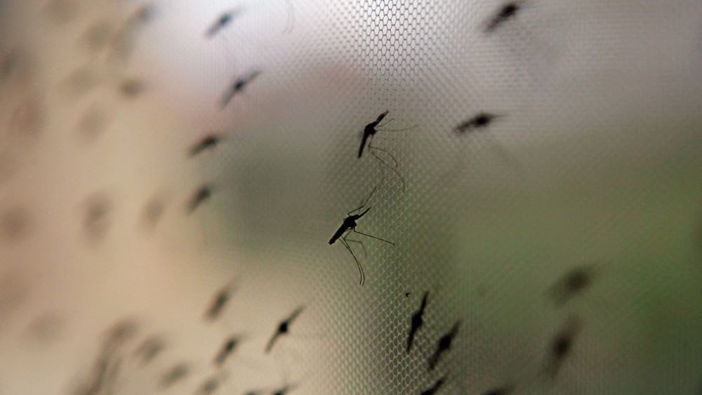 Rund um den Frankfurter Flughafen sind laut Gesundheitsamt neue Malaria-Fälle aufgetreten.