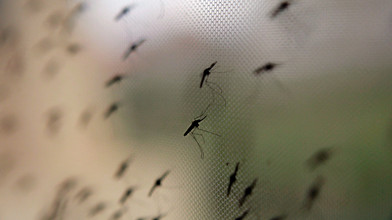 Malaria in Frankfurt: Rätsel um neue Infektionen