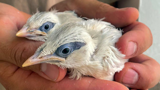Seltene Balistar-Küken im Zoo Heidelberg: Erfolg im Artenschutz