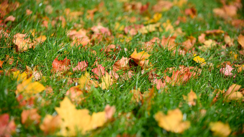 Laub gehört zum Herbst dazu - auf Gehwegen muss es allerdings beseitigt werden (Symbolbild Laub).