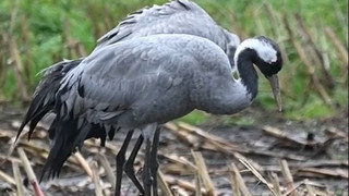 Vogelgrippe breitet sich aus: Hunderttausende Tiere getötet