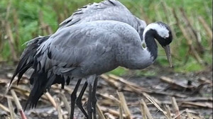 Vogelgrippe breitet sich aus: Hunderttausende Tiere getötet