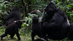 Paradies für Berggorillas in Afrika: Schutzbemühungen zeigen Wirkung