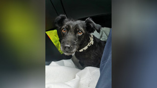 Fundhund aus Hünfeld wieder bei Besitzern