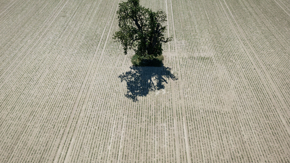 Dürren und Hitzewellen werden häufiger - auch bei uns in Deutschland.