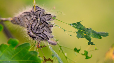 So bekämpfen hessische Städte den Eichenprozessionsspinner