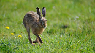 Mehr Feldhasen hoppeln auf Hessens Wiesen und Äckern
