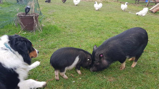 Landkreis Gießen hat neues Zuhause für 11 Mini-Schweine gefunden