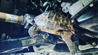 Heidelberg: Schildkröte aus Motorraum eines Hyundais gerettet