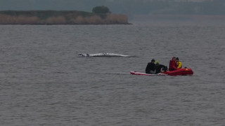 Gestrandeter Wal: Wie geht es nun weiter?