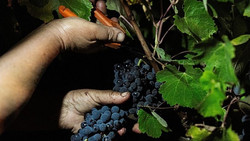 Wenn der Tag zu heiß wird: Portugiesische Winzer verlegen die Weinlese in die Nacht