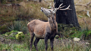 Uni Gießen: Autobahnen gefährden Rotwild-Bestand in Hessen