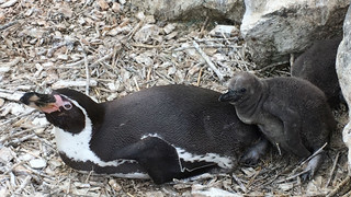 Kängurus, Pinguine und Ziegen: Tierbabys im Tierpark Sababurg