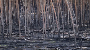«Nach der Krise ist vor der Krise»: Folgen des Gohrischheide-Brands unklar