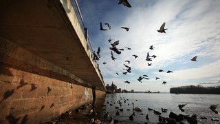 Wiesbaden zählt die Stadttauben - Fake-Eier gegen Vermehrung
