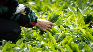 Herbstzeitlose in Poppenhausen geerntet: Bisher keine Hinweise
