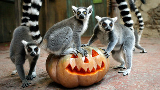 Putziges Halloween: Tiere und ihre Kürbisse