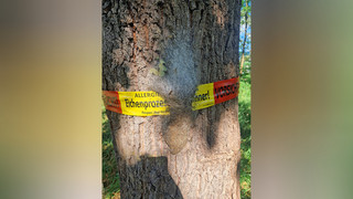 Eichenprozessionsspinner in Marburg: Befall melden
