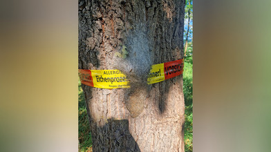 Eichenprozessionsspinner in Marburg: Befall melden
