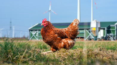 Lkw mit 1200 Hühnern verunglückt auf A 480 bei Reiskirchen