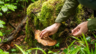 Wiesbaden verhängt Pilzsammler-Verbot wegen Schweinepest