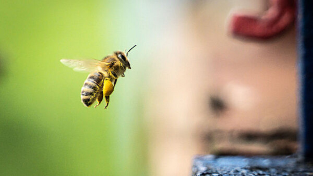 In Fladungen soll eine Biene für einen umgestürzten LKW verantwortlich sein. (Symbolbild)