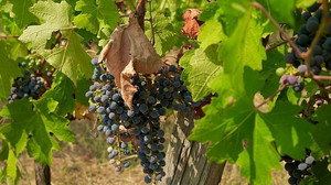 Dürre setzt Ungarns Weinbau und Landwirtschaft massiv unter Druck