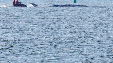 Er schwimmt, er schwimmt nicht: Drama um Buckelwal vor Poel