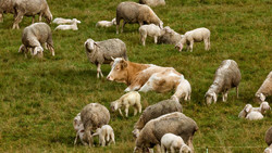 Kuh aus Baden-Württemberg flieht vor Schlachter nach Hessen