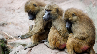 Trotz massiver Kritik - Tiergarten tötet gesunde Paviane