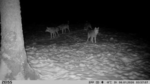 Tolle Aufnahmen: Wolfsrudel in Greifenstein gesichtet