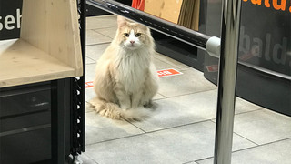 Kult-Kater Einstein zieht von Darmstadt nach Dreieich