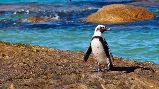Spannende Pinguin-Fakten: Frack-Träger mit Kindergarten