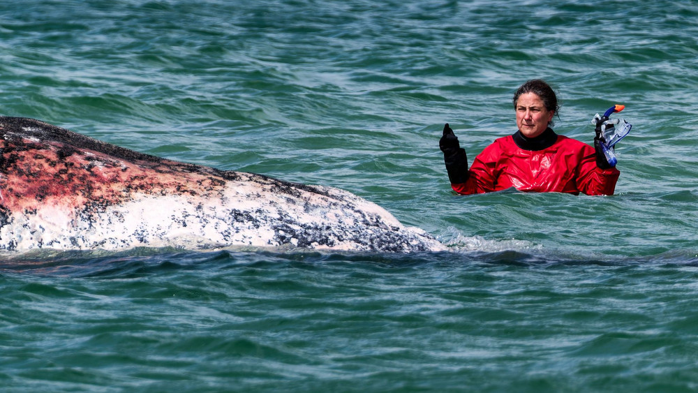 Toter Wal vor dänischer Insel Anholt entdeckt