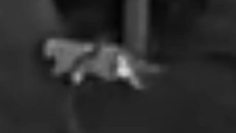 Vermeintliche Großkatze in Kalenborn gesichtet