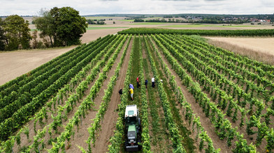 Deutsche Winzer erzeugen 2025 weniger Wein