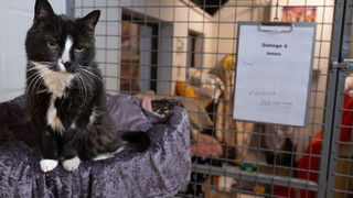 Katzenflut in Hessen: Viele Tierheime sind schon überfüllt
