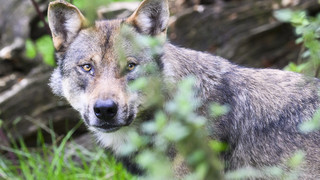 HLNUG veröffentlicht Jahresbericht "Wolf in Hessen"