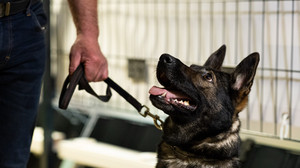 Polizeihund schnappt nach Passanten und verletzt ihn, Bad Kissingen