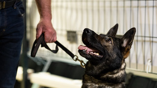 Kurioser Vorfall in Südhessen: Mann beißt Polizeihund bei Festnahme