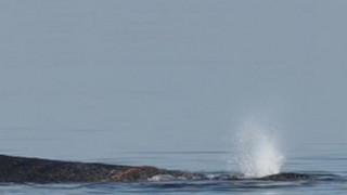 Großwal an der Ostseeküste gestrandet – Rettung läuft