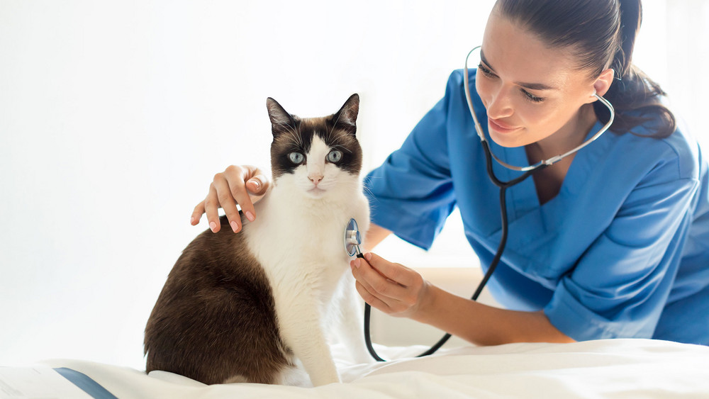 Eine Katze beim Tierarzt