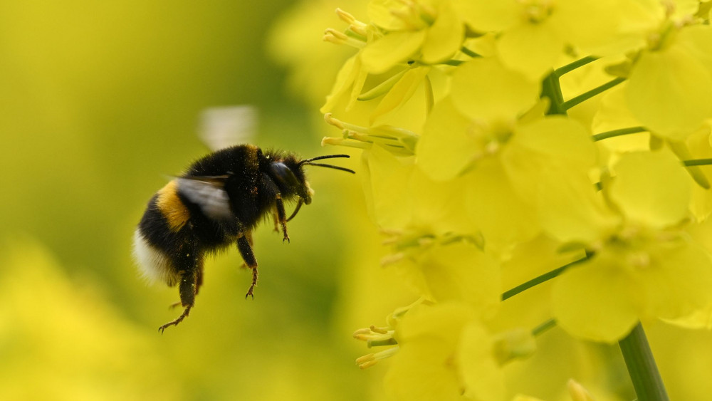 Rapsblüte in der Wetterau
