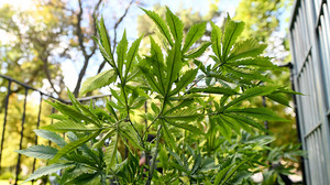Polizei hebt zwei Cannabisplantagen in Laubach und Ulrichstein aus