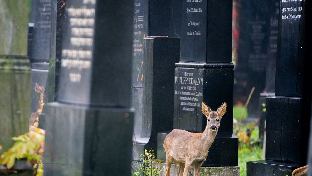 Sieben Rehe leben auf dem Fuldaer Zentralfriedhof - sie sollen nun abgeschossen werden (Symbolbild). 